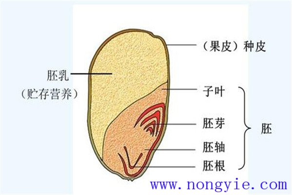 小麦种子结构图简介 小麦种子由哪些部分组成