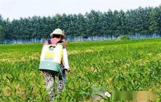 除草剂药害有哪些补救方法?