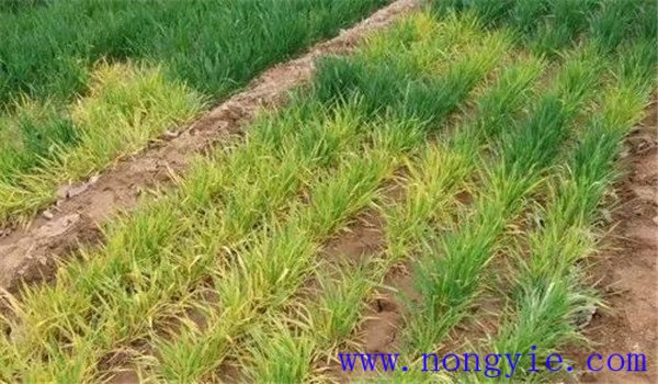 除草剂药害发生原因 发生除草剂药害如何解救