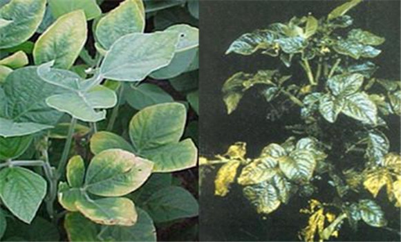 植物缺素会有什么症状 如何测试缺少某种元素