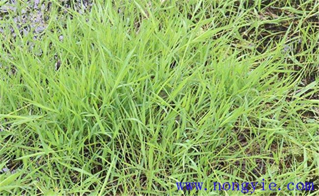 灭草松除草机理、使用范围 草松能消灭哪些草害
