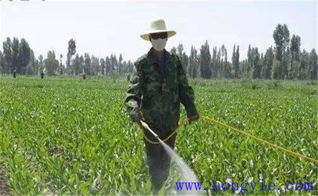 喷施玉米除草剂多久草会死 除草剂过量了怎么办