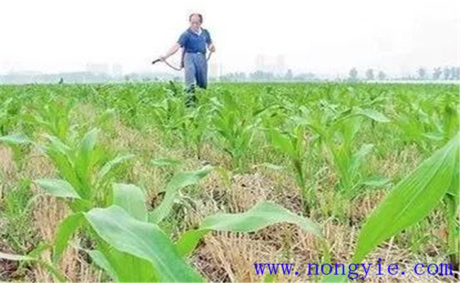 玉米除草剂的使用方法、使用剂量与混用搭配