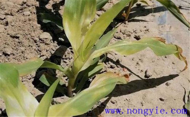玉米除草剂药害产生的主要原因是什么 怎样挽救