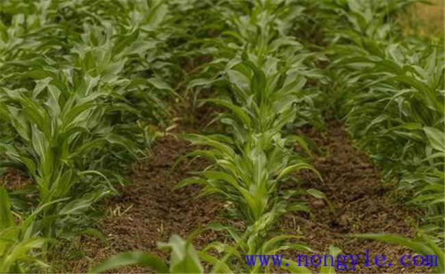 玉米除草剂药害产生的主要原因是什么 怎样挽救