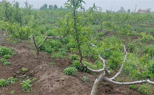 草铵膦对果树有没有影响 打草铵膦伤果树根吗？