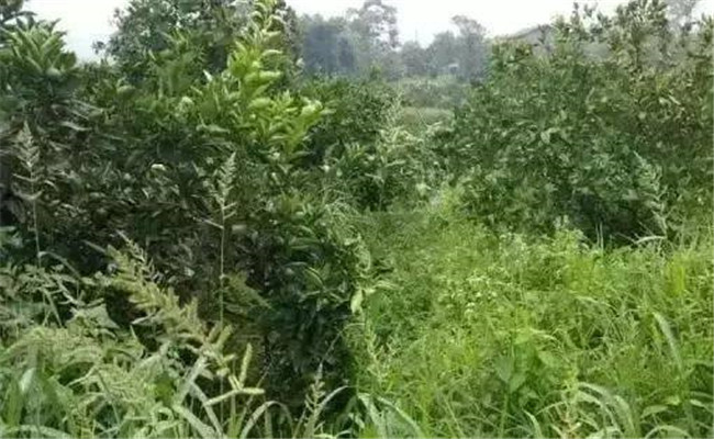 草铵膦对果树有没有影响 打草铵膦伤果树根吗？