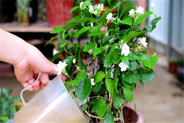 多菌灵可以直接浇灌吗？如何使用多菌灵灌根？