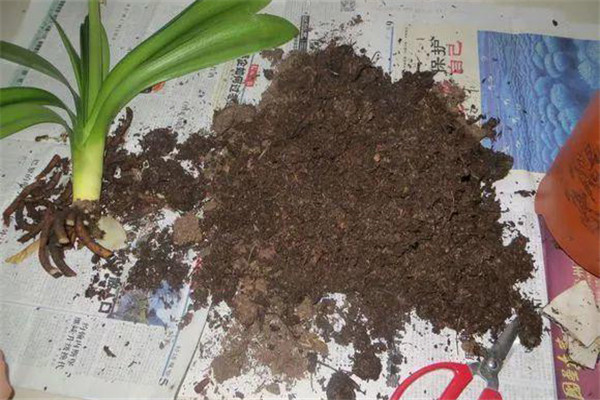 多菌灵可以直接拌花土吗？多菌灵土壤消毒方法