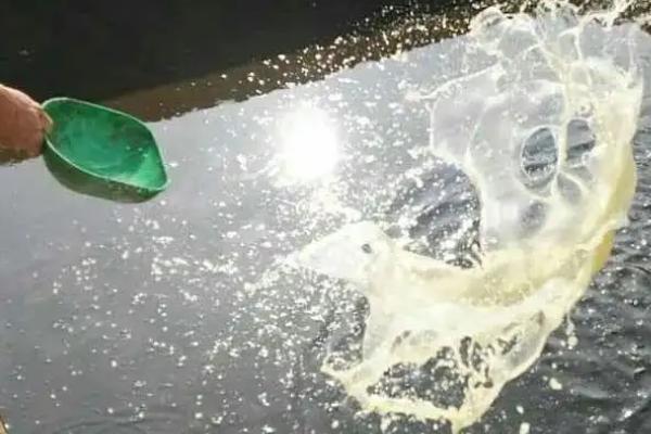 敌百杀鱼塘能用吗?鱼塘使用敌百杀虫剂注意事项