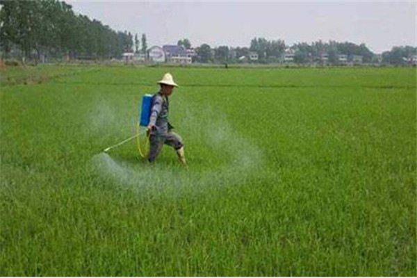 农田使用除草剂要注意什么？请记住这六点