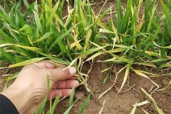 除草剂药害多久能恢复 安全使用除草剂九大原则