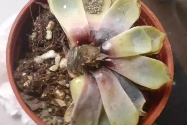 多菌灵可以灌根吗？一克多菌灵加多少毫升水