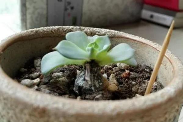 多菌灵可以灌根吗？一克多菌灵加多少毫升水