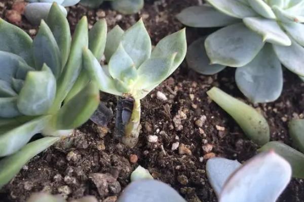 多菌灵可以灌根吗？一克多菌灵加多少毫升水