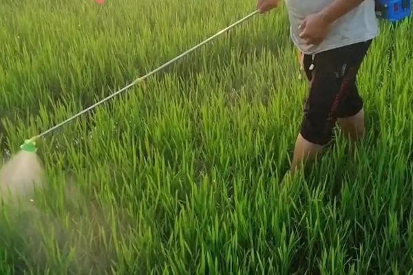 吡虫啉的保质期有多长 见效速度使用效果如何？