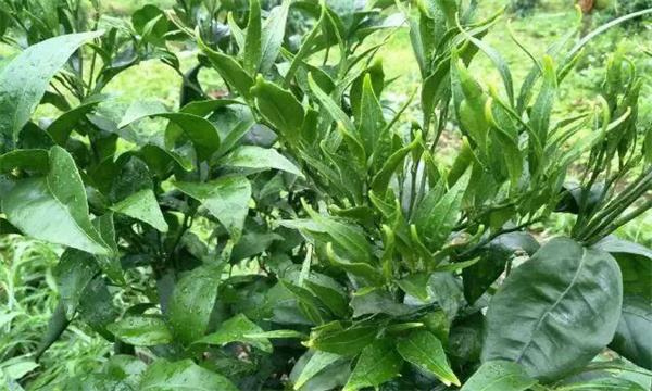 如何识别与防治草甘膦药害？