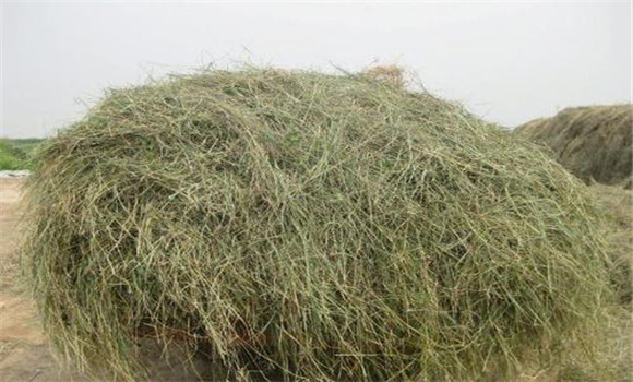 优质青干草应具备哪些条件，如何评定其质量