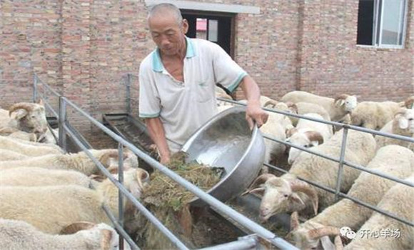草饲料饲喂的一般规律