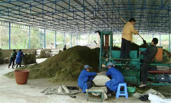 利用菌糠作饲料的科学依据,如何制作菌糠饲料 利用菌糠作饲料的科学依据,如何制作菌糠饲料