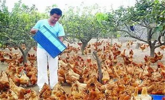 五大因素影响养鸡的饲料利用率