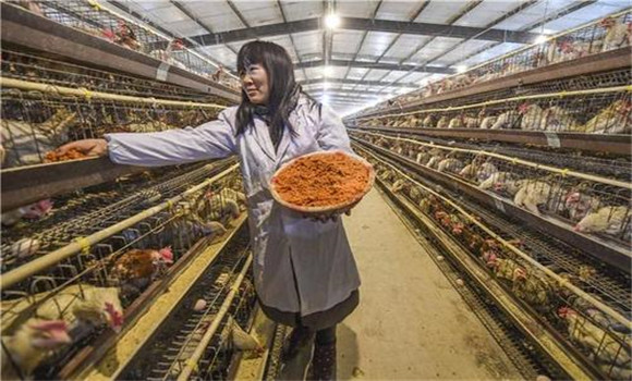 五大因素影响养鸡的饲料利用率