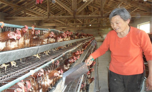 高效饲养家禽怎样去节约饲料