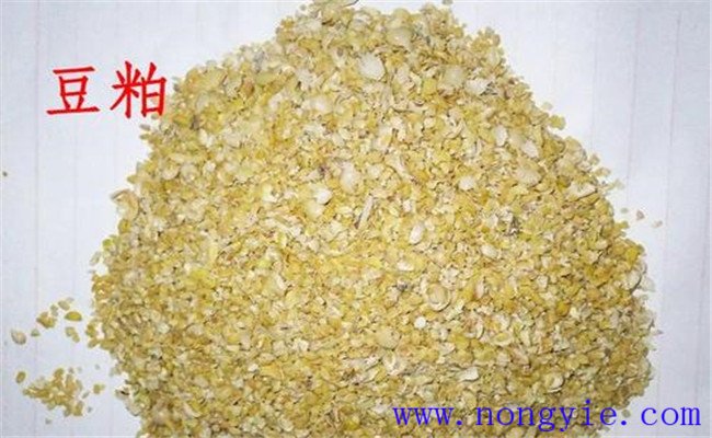 怎样用豆粕喂牛，豆粕和豆饼喂牛效果一样吗？