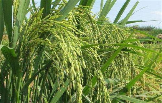 水稻施肥量及比例您知道吗？水稻要如何施肥？