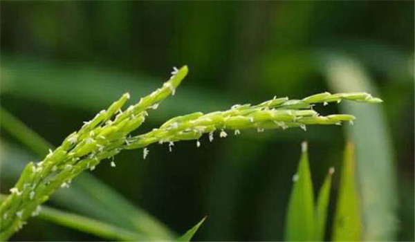 水稻幼穗分化与拔节关系是怎样的