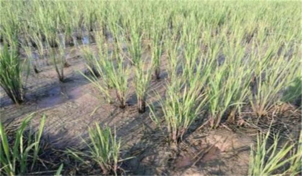 什么是僵苗，水稻僵苗是什么原因引起的?