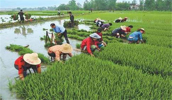 中稻什么时候下种、几月收割？