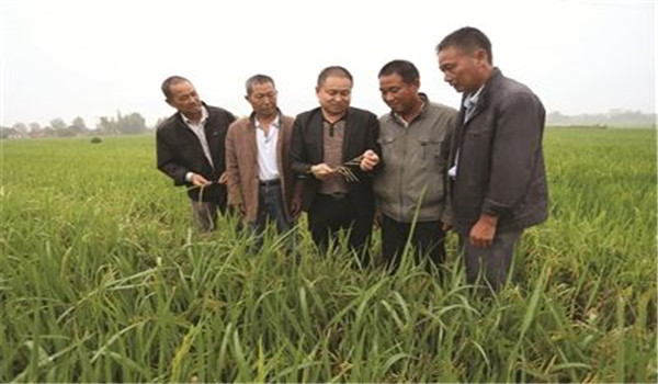 再生稻是什么意思？再生稻栽培技术要点