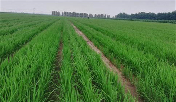 旱直播水稻种植技术应掌握哪些关键步骤