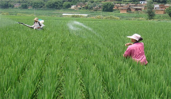 旱直播水稻种植技术应掌握哪些关键步骤