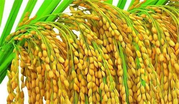 水稻的结实率和什么有关系 怎样提高水稻结实率