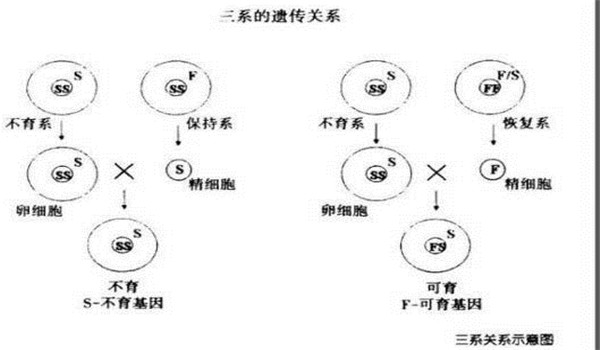 什么叫水稻“三系”，水稻三系是哪三系?