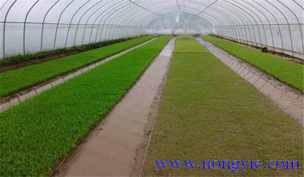 温室育秧技术：温室育秧是怎样发芽育苗的