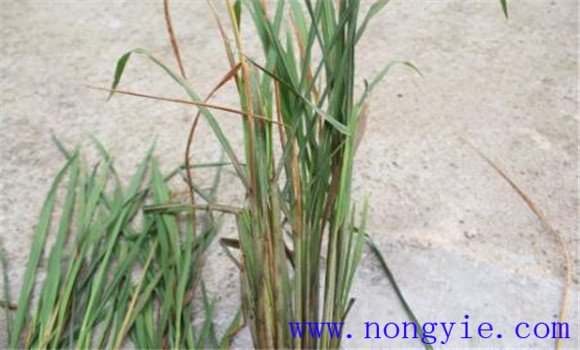 水稻枯心是什么原因 水稻枯心苗怎样治疗