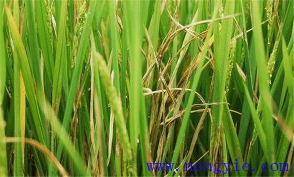 水稻稻瘟病是什么菌引起 水稻瘟病应采取的措施