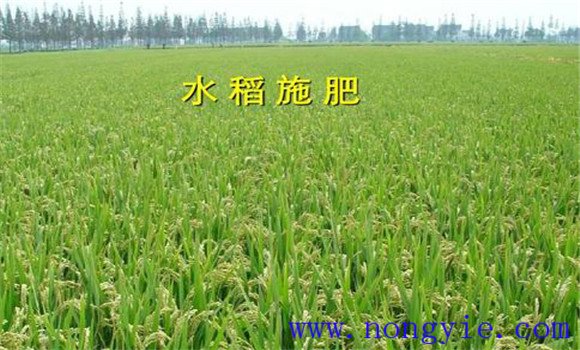 水稻中期如何管理 水稻中期怎样施肥 施什么肥