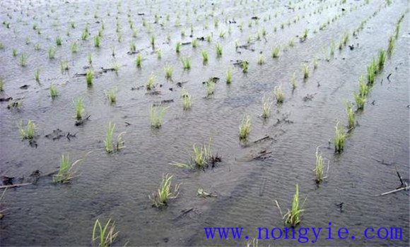 水稻冷害有几种类型 发生水稻低温冷害怎么办