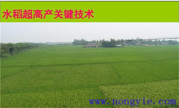 水稻旱育秧栽培的五个要点