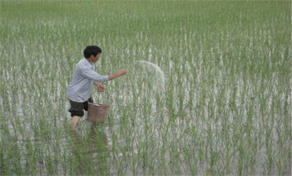 水稻施肥方法和用量 水稻施肥技术要点