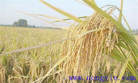 水稻种植如何能高产 水稻高产可采取哪些措施
