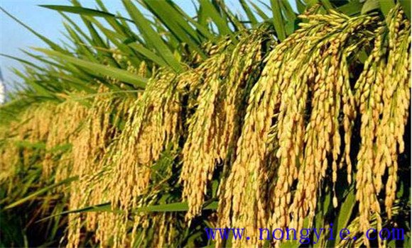 水稻种植如何能高产 水稻高产可采取哪些措施