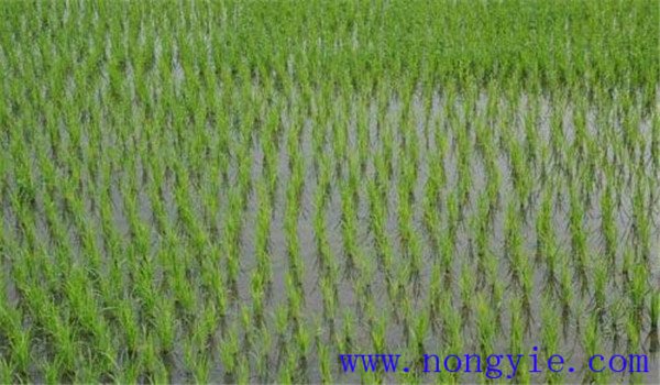 稻田杂草用什么除草剂 水稻除草剂什么时候打最