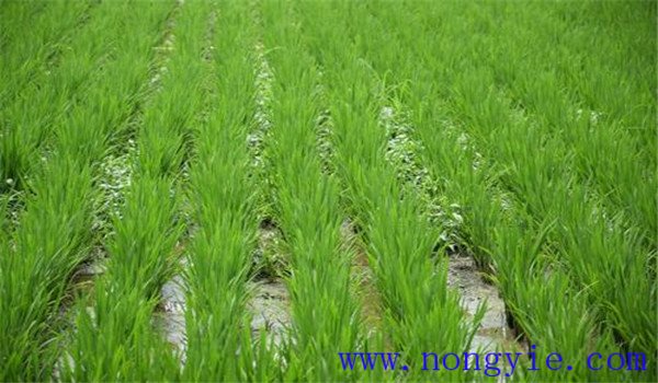 稻田杂草用什么除草剂 水稻除草剂什么时候打最