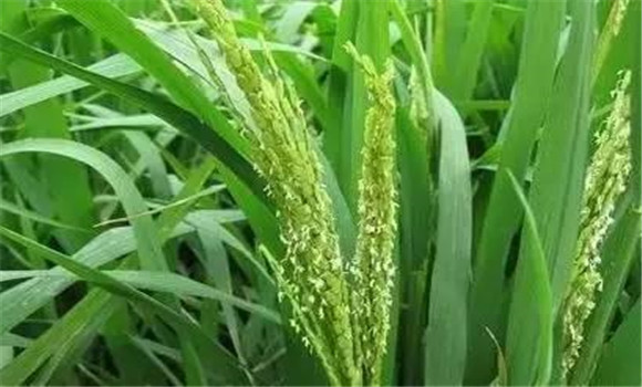 水稻扬花期有多少天 水稻扬花期的管理技术要点