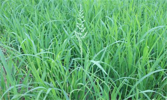 稗草与水稻的区别 怎么除稗草、用什么除草剂好